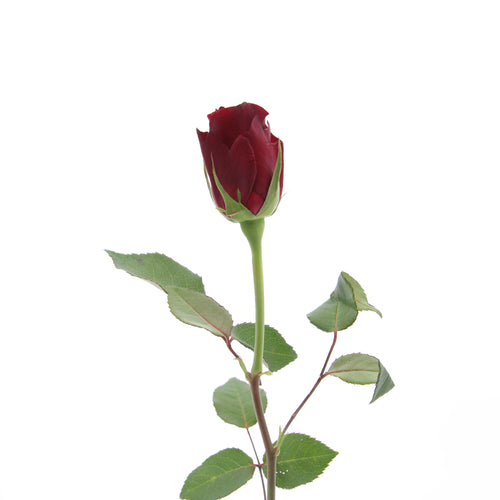 Rose, 50 stk. pr. spand